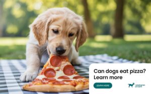 Can Dog Eat Pizza?